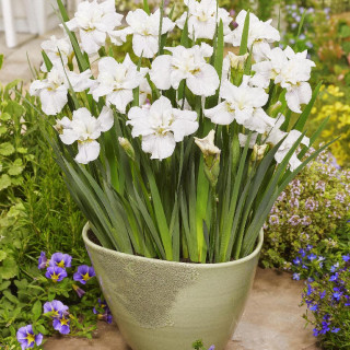 plantes-vivaces-iris-sibirica-not-quite-white-iris-de-siberie-en-vente-pepiniere-lepage-