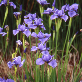 plantes-vivaces-iris-sibirica-pirouette-iris-de-siberie-en-vente-pepiniere-lepage-