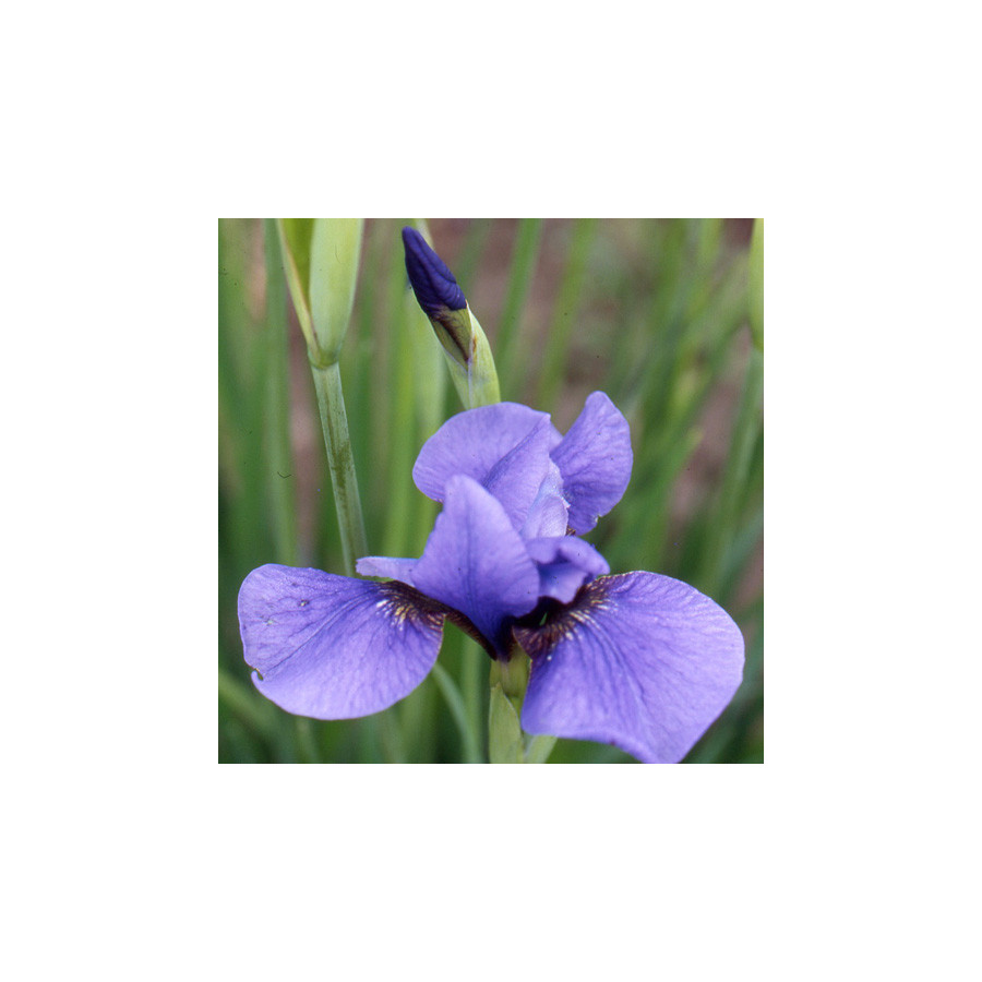 Plantes Vivaces IRIS sibirica 'Pirouette' - Iris de Sibérie en vente - Pépinière Lepage .