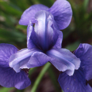 Plantes Vivaces IRIS sibirica 'Pirouette' - Iris de Sibérie en vente - Pépinière Lepage .