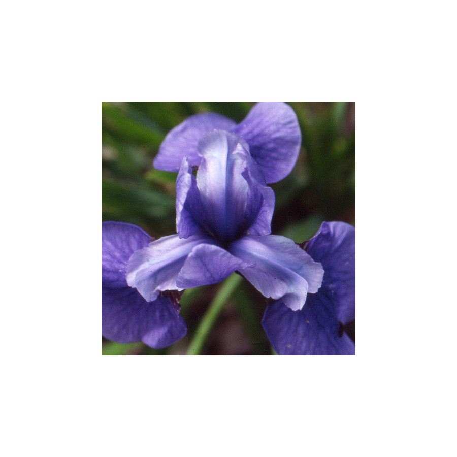 Plantes Vivaces IRIS sibirica 'Pirouette' - Iris de Sibérie en vente - Pépinière Lepage .