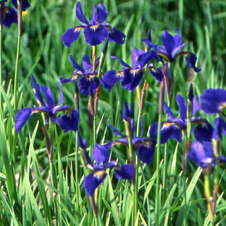 plantes-vivaces-iris-sibirica-seven-seas-iris-de-siberie-en-vente-pepiniere-lepage-