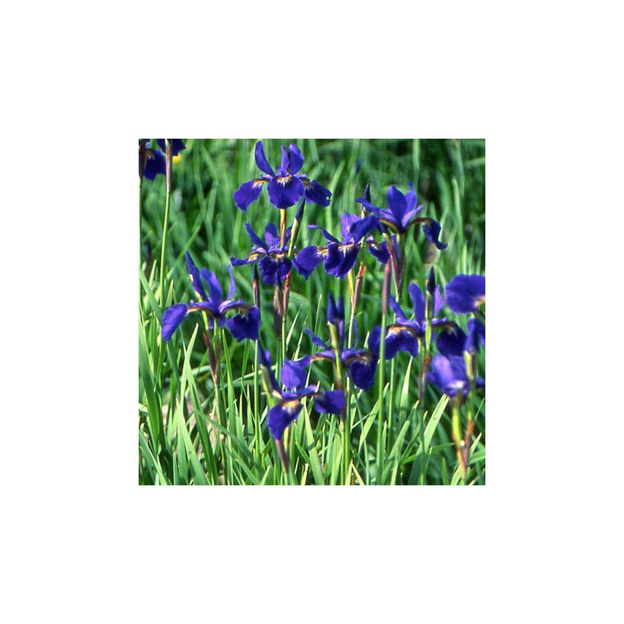 plantes-vivaces-iris-sibirica-seven-seas-iris-de-siberie-en-vente-pepiniere-lepage-