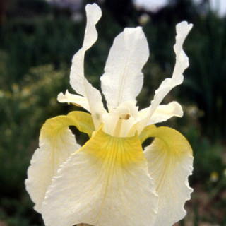 plantes-vivaces-iris-sibirica-snow-crest-iris-de-siberie-en-vente-pepiniere-lepage-