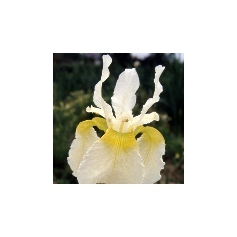 Plantes Vivaces IRIS sibirica 'Snow Crest' - Iris de Sibérie en vente - Pépinière Lepage .