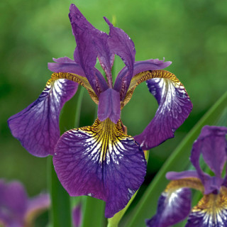 plantes-vivaces-iris-sibirica-sparkling-rose-iris-de-siberie-en-vente-pepiniere-lepage-