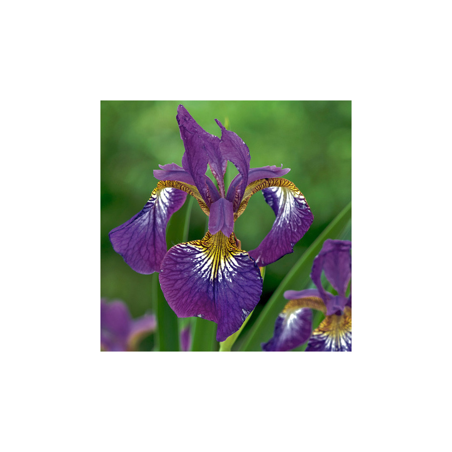 Plantes Vivaces IRIS sibirica 'Sparkling Rose' - Iris de Sibérie en vente - Pépinière Lepage .