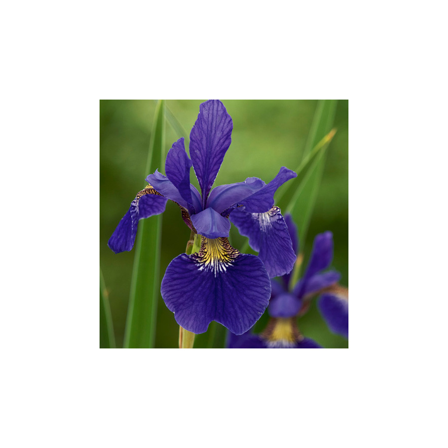 Plantes Vivaces IRIS sibirica 'Tycoon' - Iris de Sibérie en vente - Pépinière Lepage .