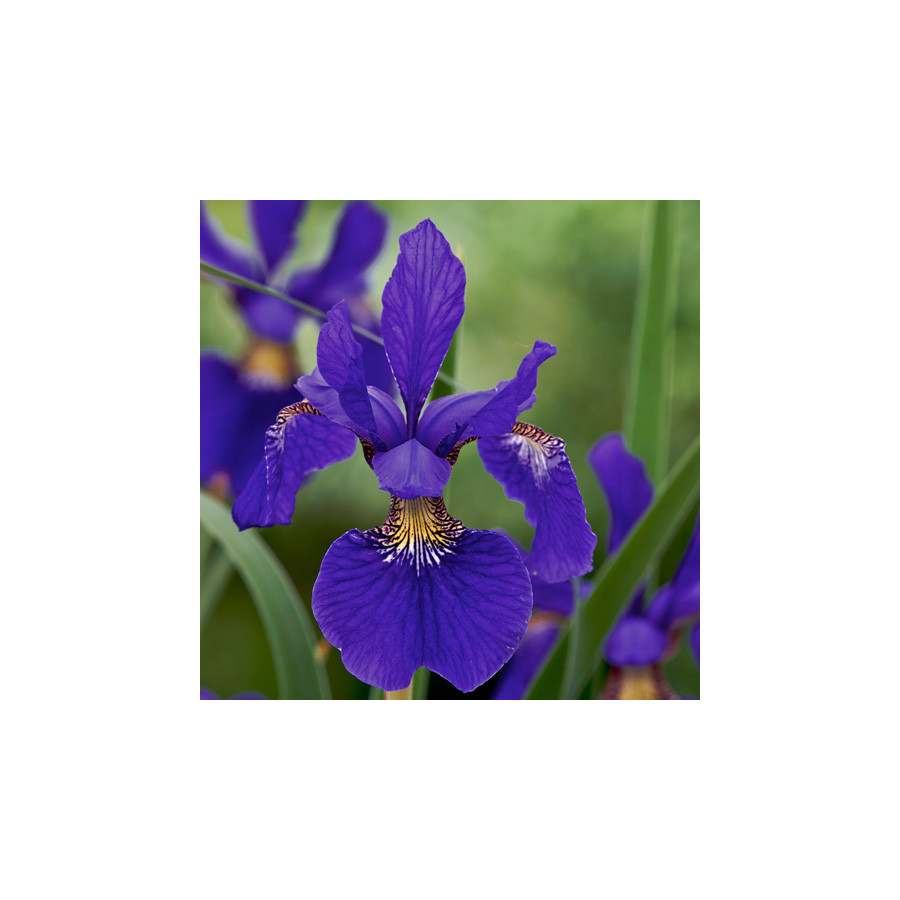 Plantes Vivaces IRIS sibirica 'Tycoon' - Iris de Sibérie en vente - Pépinière Lepage .
