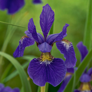 Plantes Vivaces IRIS sibirica 'Tycoon' - Iris de Sibérie en vente - Pépinière Lepage .
