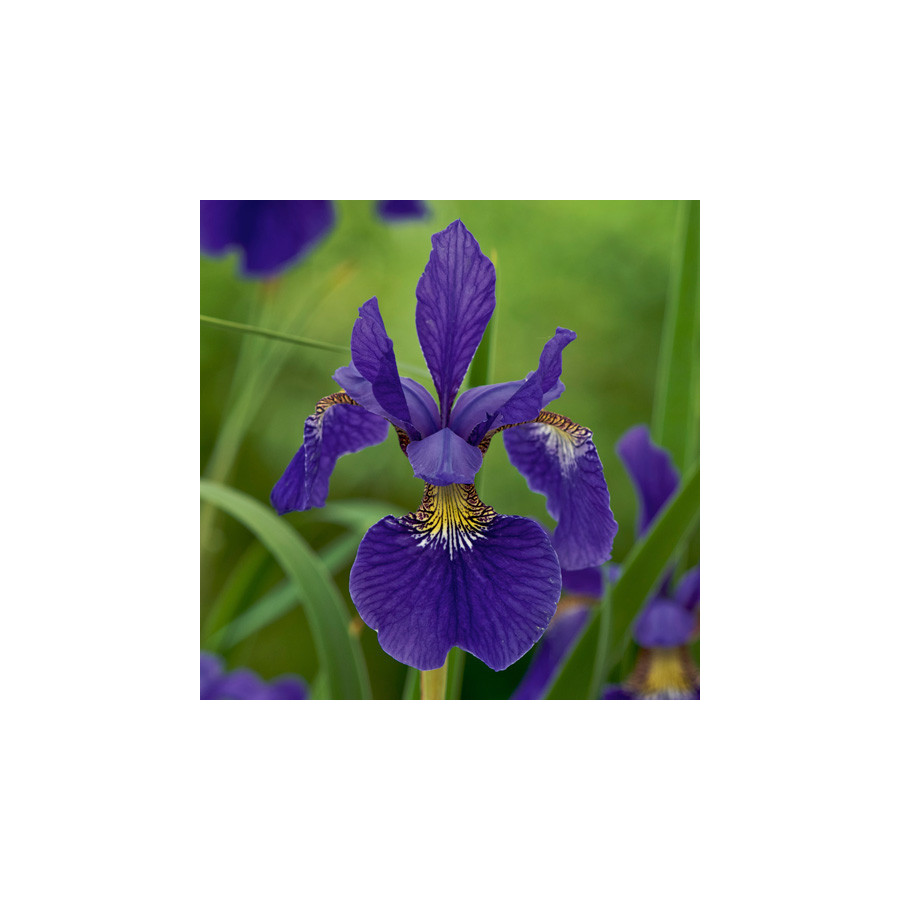 Plantes Vivaces IRIS sibirica 'Tycoon' - Iris de Sibérie en vente - Pépinière Lepage .