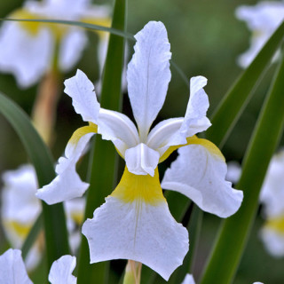 plantes-vivaces-iris-sibirica-weisser-orient-iris-de-siberie-en-vente-pepiniere-lepage-