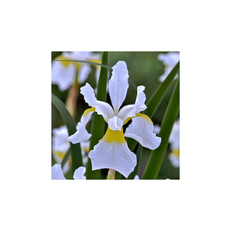 plantes-vivaces-iris-sibirica-weisser-orient-iris-de-siberie-en-vente-pepiniere-lepage-