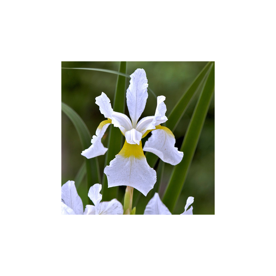 plantes-vivaces-iris-sibirica-weisser-orient-iris-de-siberie-en-vente-pepiniere-lepage-