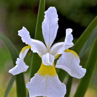 plantes-vivaces-iris-sibirica-weisser-orient-iris-de-siberie-en-vente-pepiniere-lepage-