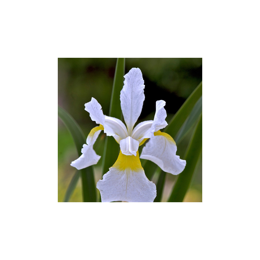 plantes-vivaces-iris-sibirica-weisser-orient-iris-de-siberie-en-vente-pepiniere-lepage-