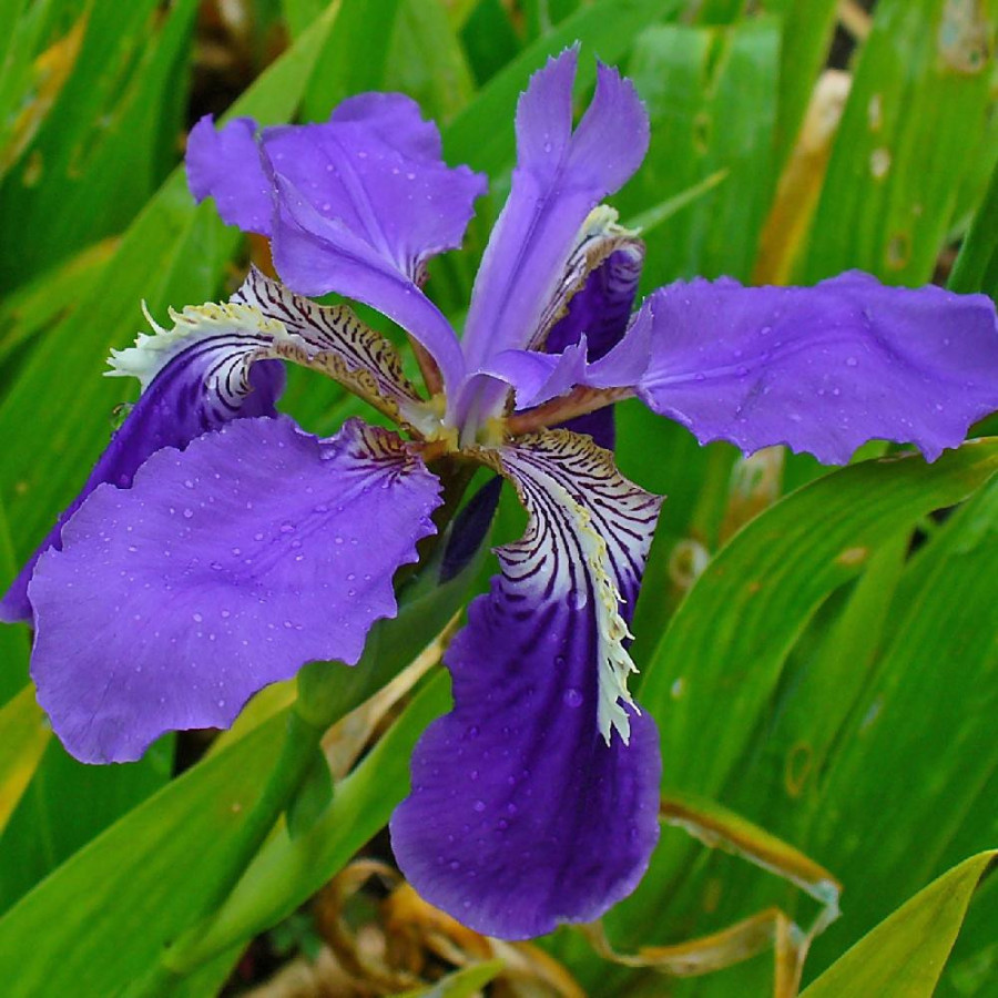 Plantes Vivaces IRIS tectorum en vente - Pépinière Lepage .