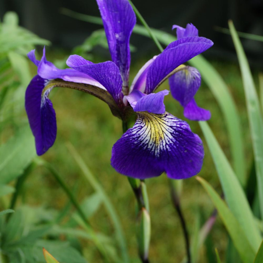 plantes-vivaces-iris-versicolor-dark-aura-iris-versicolore-en-vente-pepiniere-lepage-