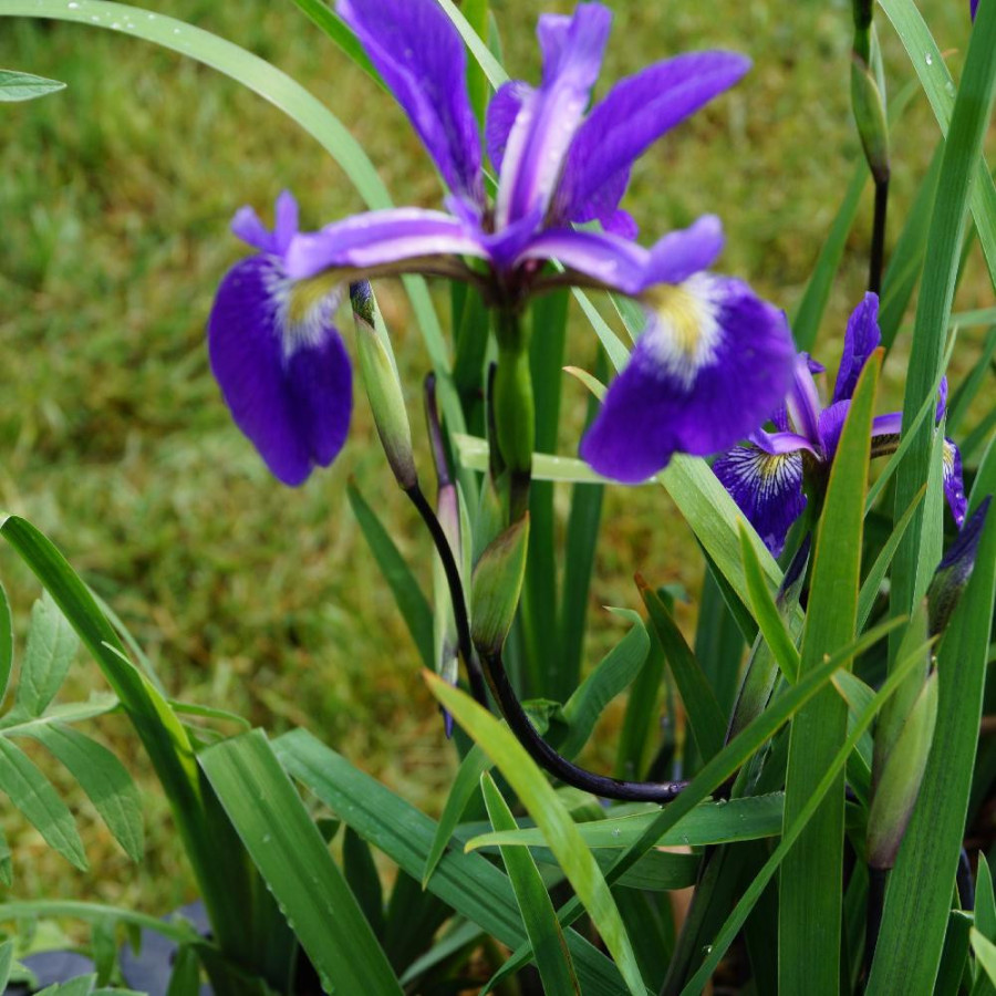 plantes-vivaces-iris-versicolor-dark-aura-iris-versicolore-en-vente-pepiniere-lepage-