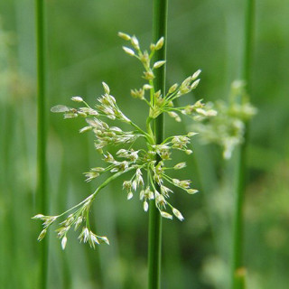 plantes-vivaces-juncus-effusus-jonc-en-vente-jonc-diffus-en-vente-pepiniere-lepage-