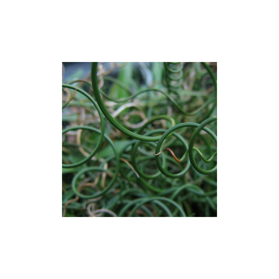 plantes-vivaces-juncus-effusus-spiralis-jonc-en-vente-jonc-diffus-en-vente-pepiniere-lepage-