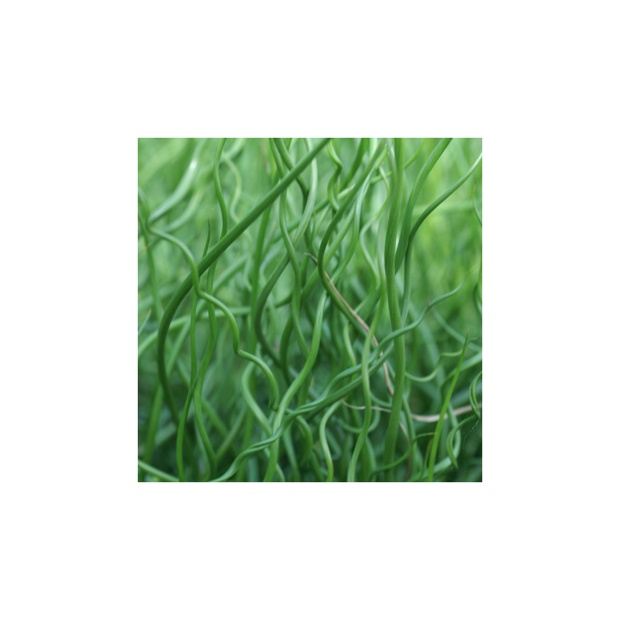 plantes-vivaces-juncus-effusus-spiralis-jonc-en-vente-jonc-diffus-en-vente-pepiniere-lepage-