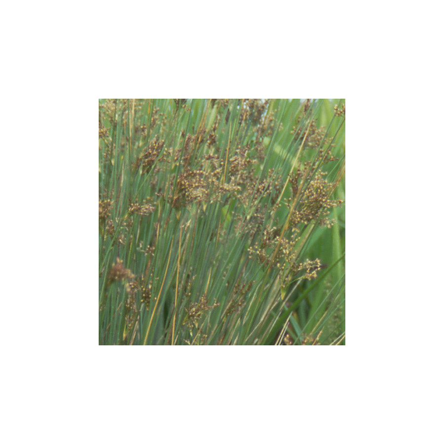 plantes-vivaces-juncus-inflexus-jonc-en-vente-jonc-des-jardiniers-en-vente-pepiniere-lepage-