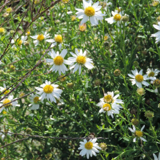 plantes-vivaces-kalimeris-incisa-en-vente-pepiniere-lepage-