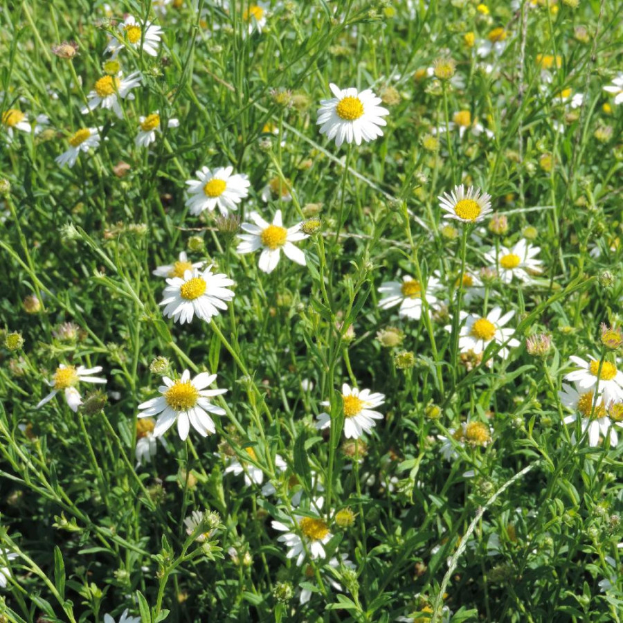 Plantes Vivaces KALIMERIS incisa en vente - Pépinière Lepage .