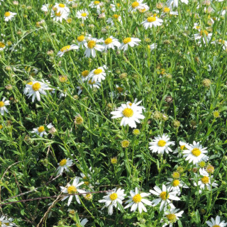 Plantes Vivaces KALIMERIS incisa en vente - Pépinière Lepage .