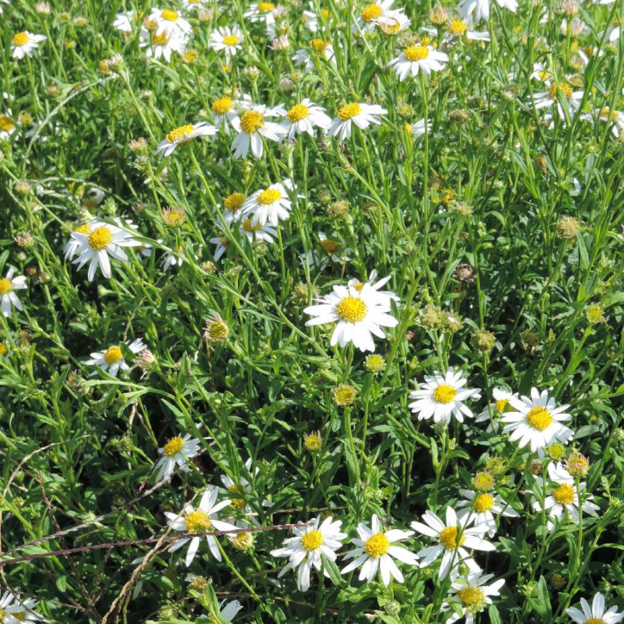 Plantes Vivaces KALIMERIS incisa en vente - Pépinière Lepage .