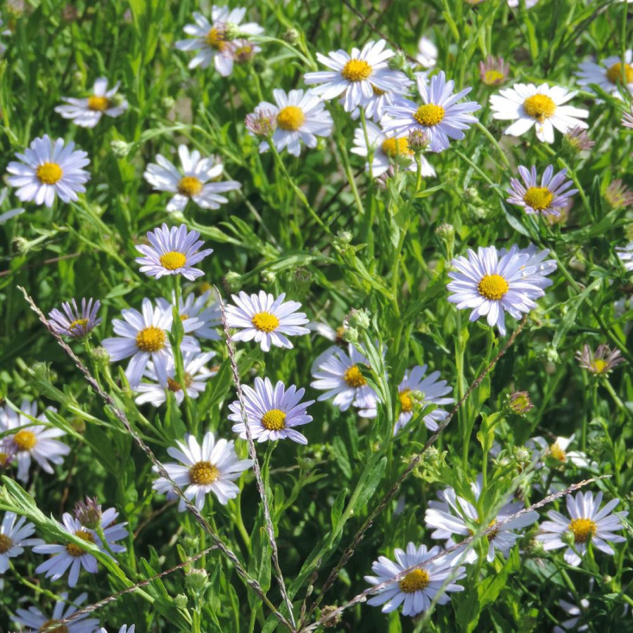 Plantes Vivaces KALIMERIS incisa 'Blue Star' en vente - Pépinière Lepage .