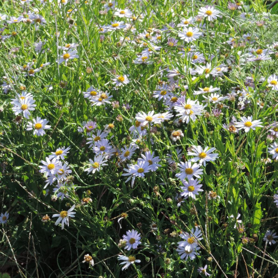 Plantes Vivaces KALIMERIS incisa 'Blue Star' en vente - Pépinière Lepage .