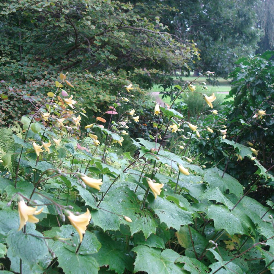 Plantes Vivaces KIRENGESHOMA palmata - Fleur de cire en vente - Pépinière Lepage .