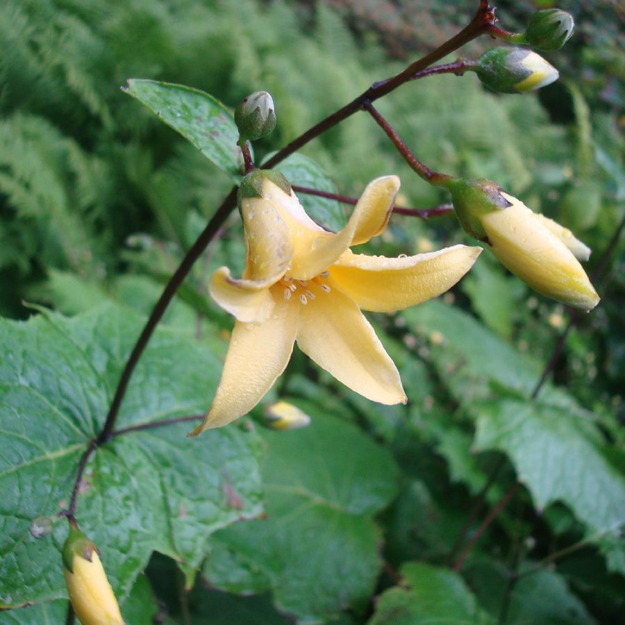 Plantes Vivaces KIRENGESHOMA palmata - Fleur de cire en vente - Pépinière Lepage .