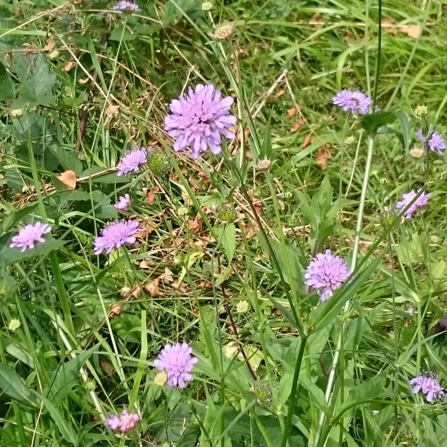 Plantes Vivaces KNAUTIA arvensis -  Knautie des champs  en vente - Petite scabieuse des champs  en vente - Pépinière Lepage .
