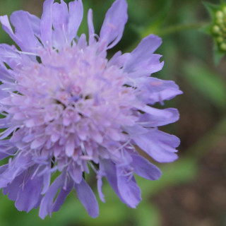 Plantes Vivaces KNAUTIA arvensis -  Knautie des champs  en vente - Petite scabieuse des champs  en vente - Pépinière Lepage .