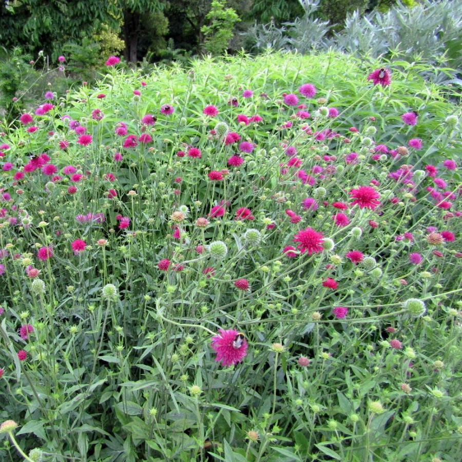 Plantes Vivaces KNAUTIA macedonica - Knautie de Macédoine en vente - Petite scabieuse de Macédoine en vente - Pépinière Lepage .