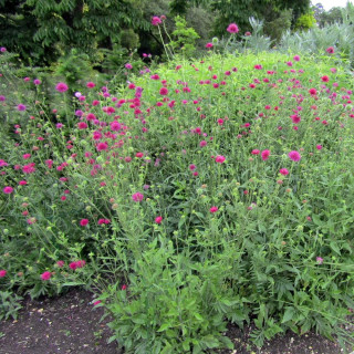 Plantes Vivaces KNAUTIA macedonica - Knautie de Macédoine en vente - Petite scabieuse de Macédoine en vente - Pépinière Lepage .