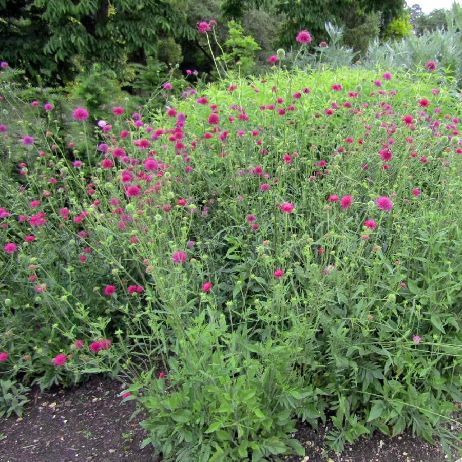 Plantes Vivaces KNAUTIA macedonica - Knautie de Macédoine en vente - Petite scabieuse de Macédoine en vente - Pépinière Lepage .