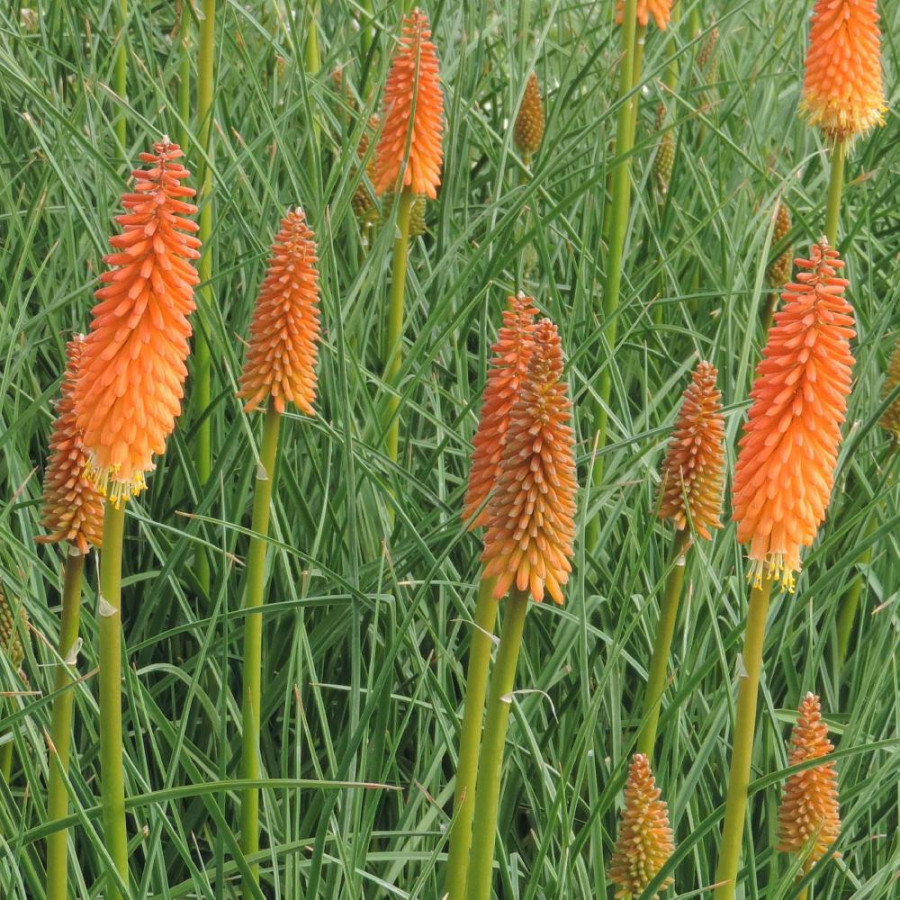 Plantes Vivaces KNIPHOFIA 'Alcazar' - Tison de Satan en vente - Tritoma en vente - Pépinière Lepage .