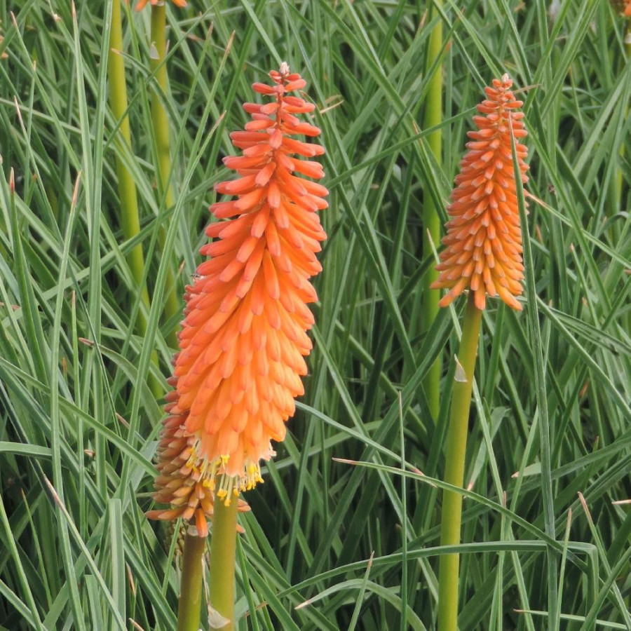 Plantes Vivaces KNIPHOFIA 'Alcazar' - Tison de Satan en vente - Tritoma en vente - Pépinière Lepage .