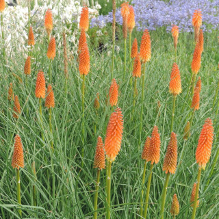 Plantes Vivaces KNIPHOFIA 'Alcazar' - Tison de Satan en vente - Tritoma en vente - Pépinière Lepage .