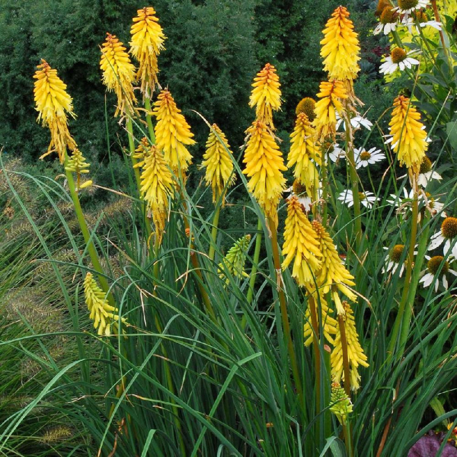 plantes-vivaces-kniphofia-banana-popsicle-R-tison-de-satan-en-vente-tritoma-en-vente-pepiniere-lepage-
