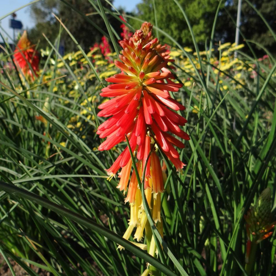 Plantes Vivaces KNIPHOFIA 'Creamsicle' ®  - Tison de Satan en vente -  Tritoma en vente - Pépinière Lepage .