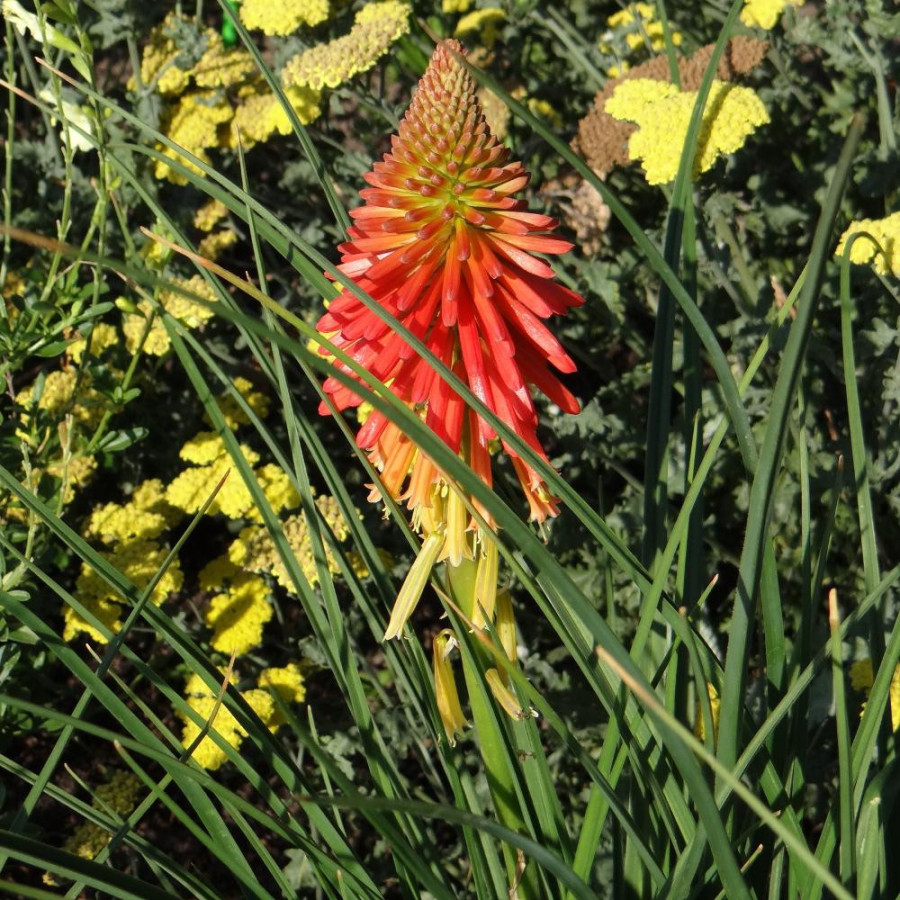 Plantes Vivaces KNIPHOFIA 'Creamsicle' ®  - Tison de Satan en vente -  Tritoma en vente - Pépinière Lepage .