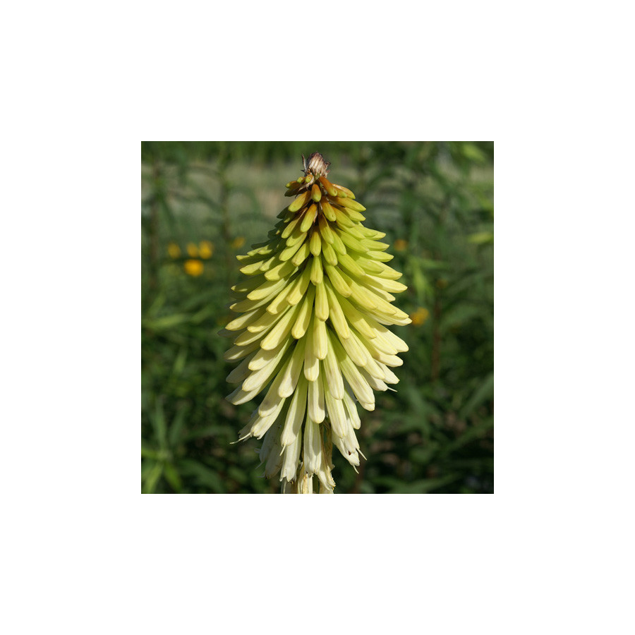 Plantes Vivaces KNIPHOFIA 'Ice Queen' - Tison de Satan en vente - Tritoma en vente - Pépinière Lepage .