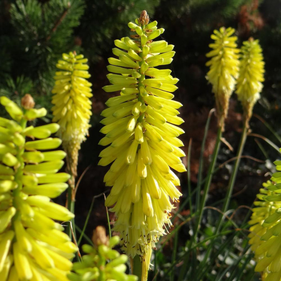 Plantes Vivaces KNIPHOFIA 'Lemon Popsicle' ® - Tison de Satan en vente - Tritoma en vente - Pépinière Lepage .