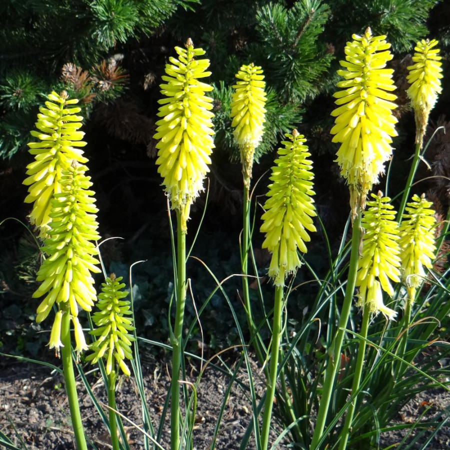 Plantes Vivaces KNIPHOFIA 'Lemon Popsicle' ® - Tison de Satan en vente - Tritoma en vente - Pépinière Lepage .