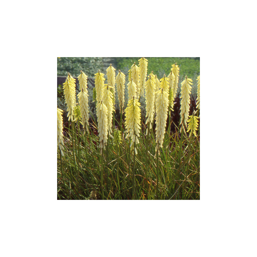 Plantes Vivaces KNIPHOFIA 'Little Maid' - Tison de Satan en vente - Tritoma en vente - Pépinière Lepage .